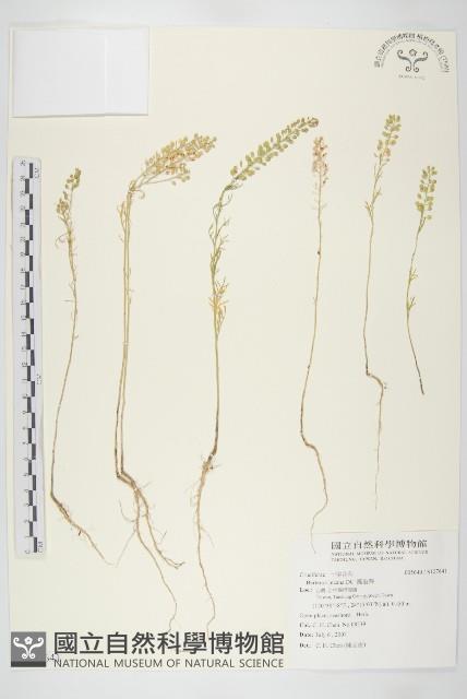 南美獨行菜藏品圖，第1張