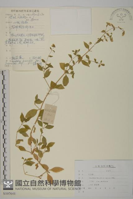 狗筋蔓藏品圖，第1張