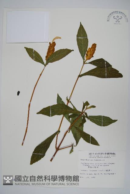 黃苞小蝦花藏品圖，第1張