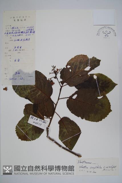 西南粗糠樹藏品圖，第1張