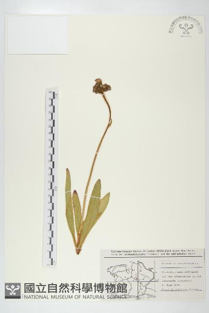 桔黃山柳菊藏品圖，第1張