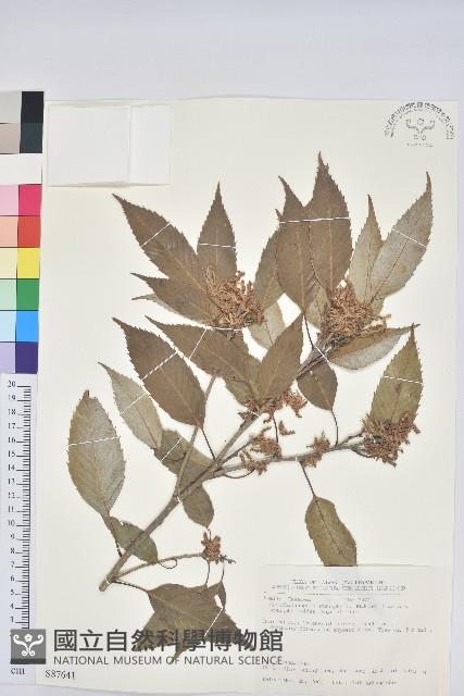 狹葉椆藏品圖，第1張