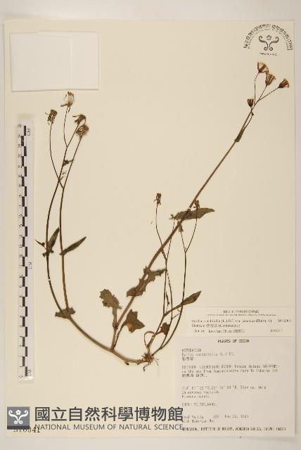 紫背草藏品圖，第1張