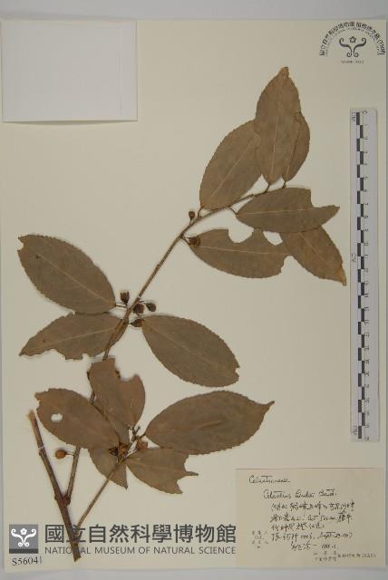 南華南蛇藤，青江藤藏品圖，第1張