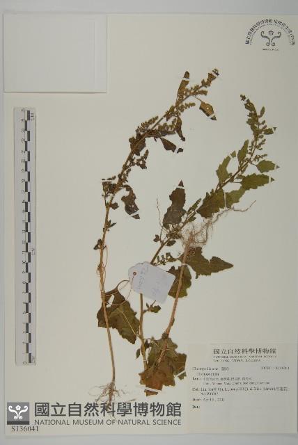 登錄號:S136041藏品圖，第1張