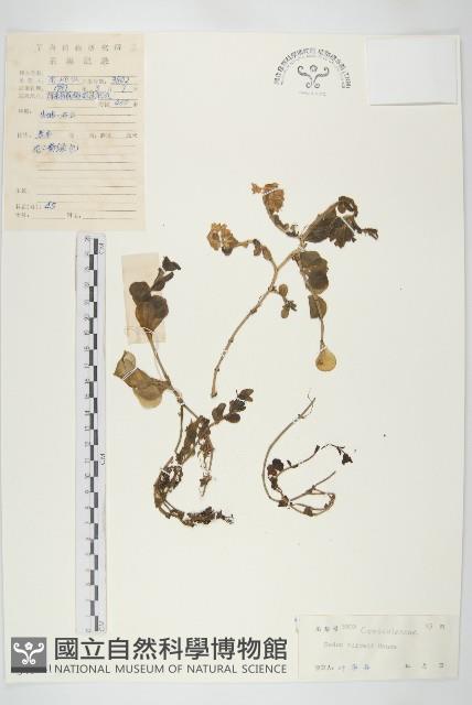 石板菜藏品圖，第1張