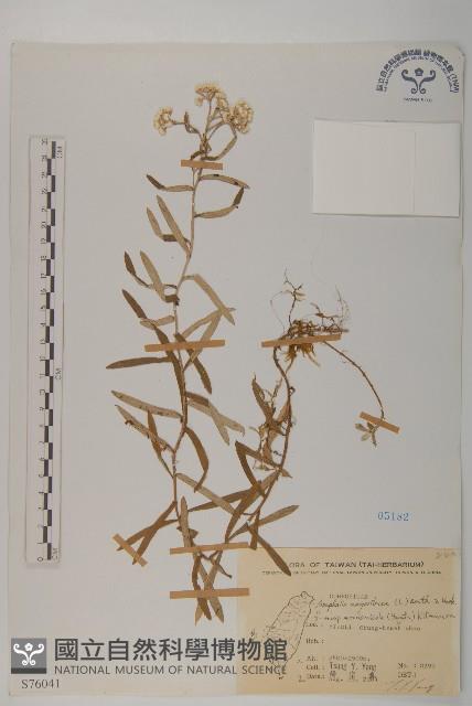 玉山抱莖籟簫藏品圖，第1張