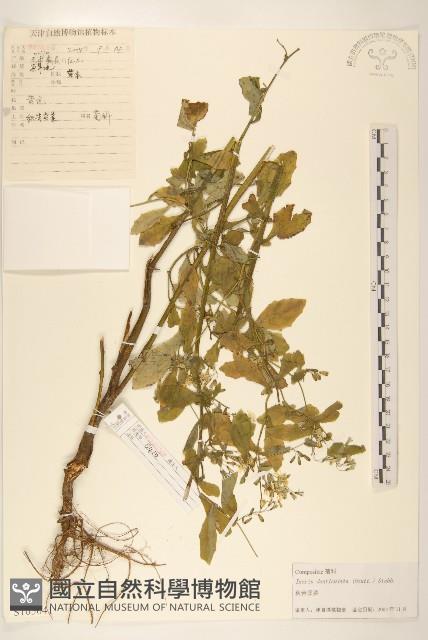 苦實菜藏品圖，第1張