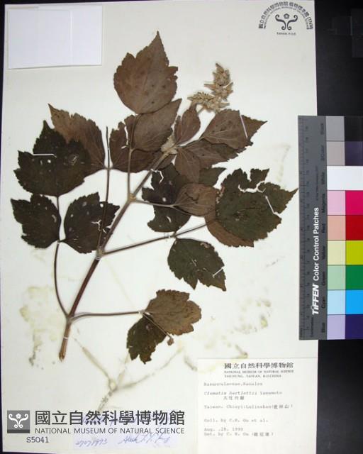 台灣牡丹藤、台灣草牡丹藏品圖，第1張