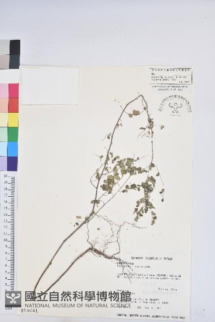 五蕊油柑藏品圖，第1張