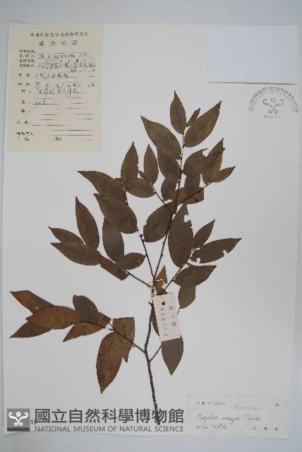 廣西野獨活藏品圖，第1張