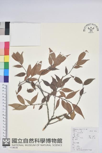 米飯花藏品圖，第1張