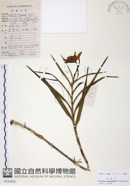 葦草蘭、鳥仔花、竹葉蘭藏品圖，第1張