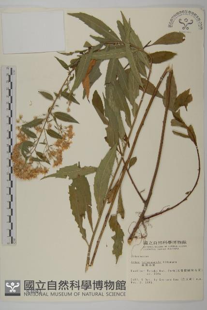 臺灣馬蘭藏品圖，第1張