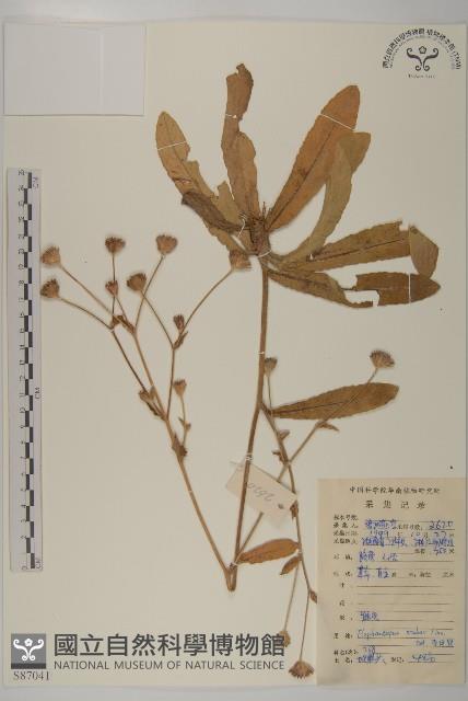 燈豎朽藏品圖，第1張