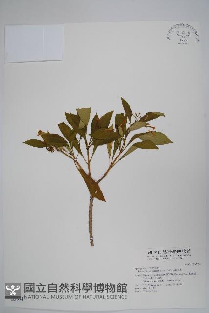蘿芙木藏品圖，第1張