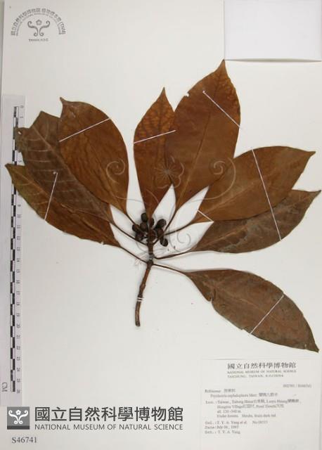 蘭嶼九節木藏品圖，第1張