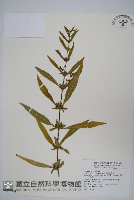 柳葉水蓑衣藏品圖，第1張