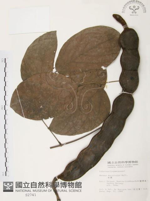 血藤、青山籠藏品圖，第1張