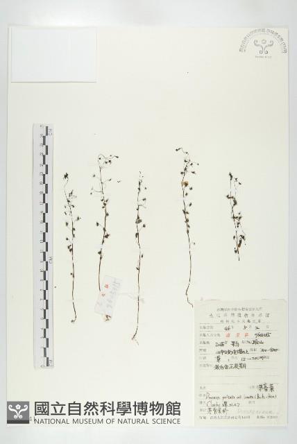 肉穗野牡丹藏品圖，第1張