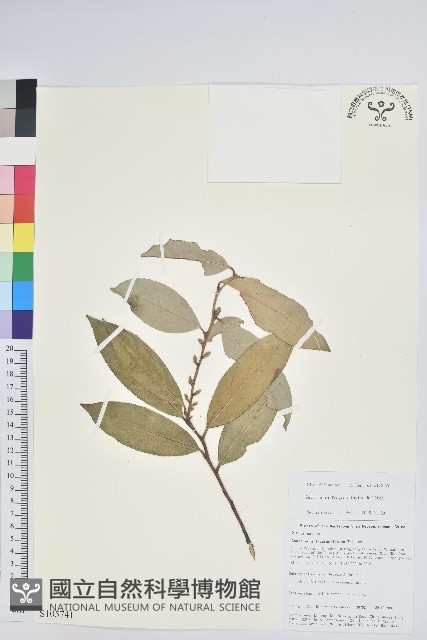 芳香白珠藏品圖，第1張