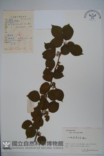 大柄冬青藏品圖，第1張