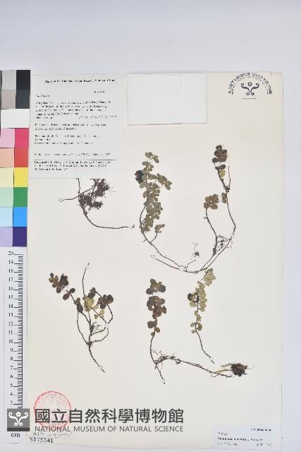 華白珠藏品圖，第1張