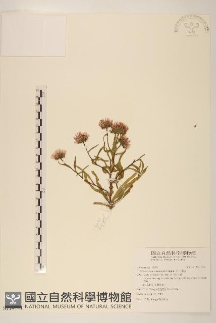 玉山飛蓬藏品圖，第1張