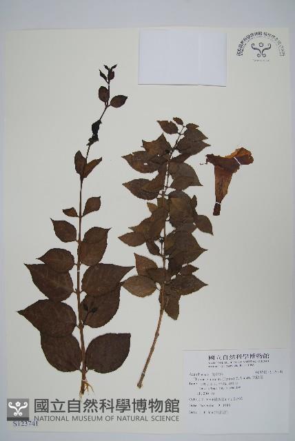 立鶴花藏品圖，第1張