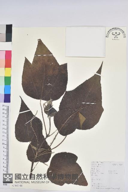 小果野桐藏品圖，第1張