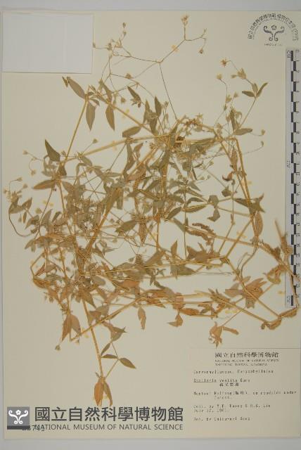 疏花繁縷藏品圖，第1張