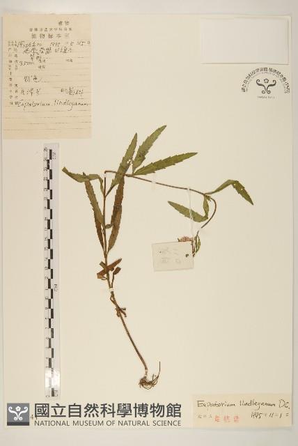 林氏澤蘭藏品圖，第1張