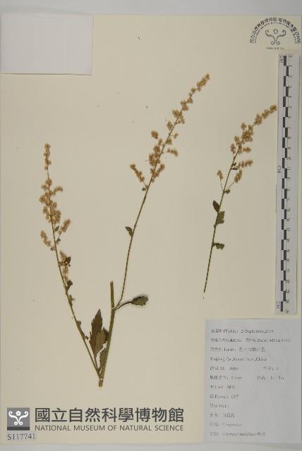 角菜、珍珠菜藏品圖，第1張