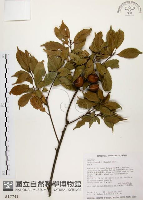 油葉石櫟藏品圖，第1張