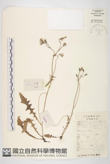 川西黃鵪菜藏品圖，第1張