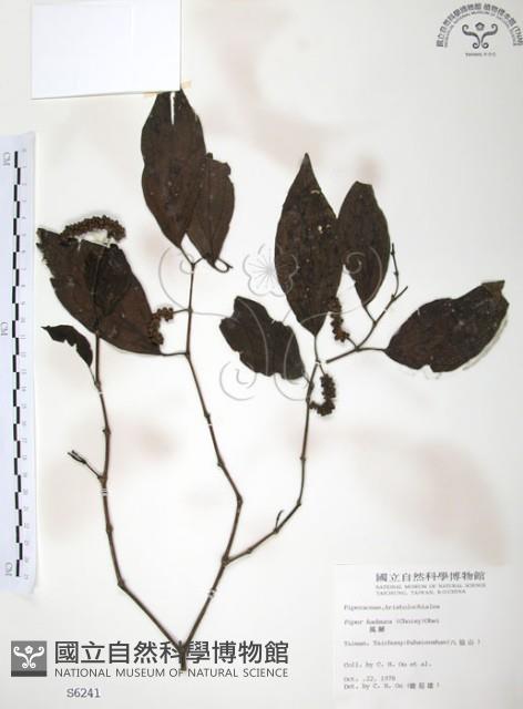 風藤藏品圖，第1張