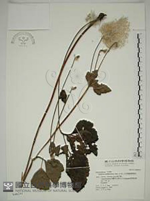 小白頭翁、野棉花藏品圖，第1張