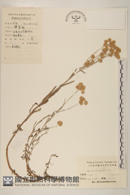 秋鼠麴草藏品圖，第1張