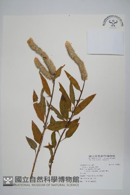 青葙藏品圖，第1張