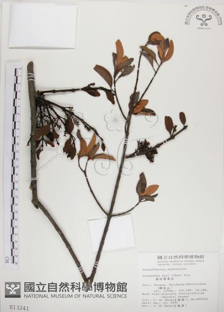 高氏桑寄生藏品圖，第1張