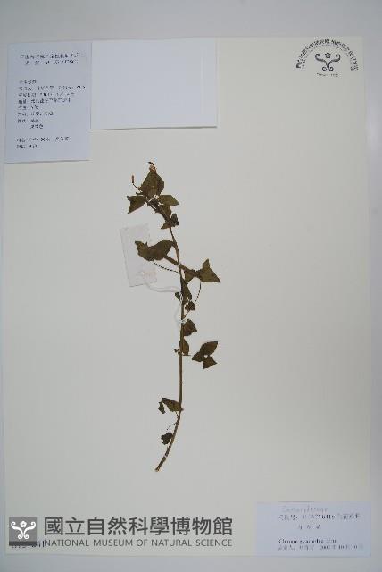 白花菜藏品圖，第1張