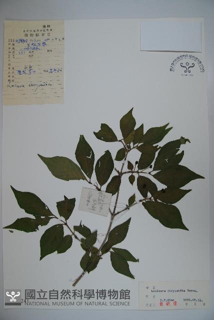 金花忍冬藏品圖，第1張