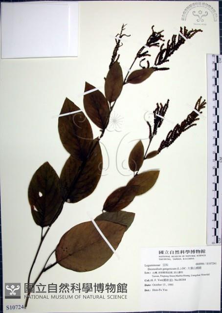 大葉山螞蝗藏品圖，第1張