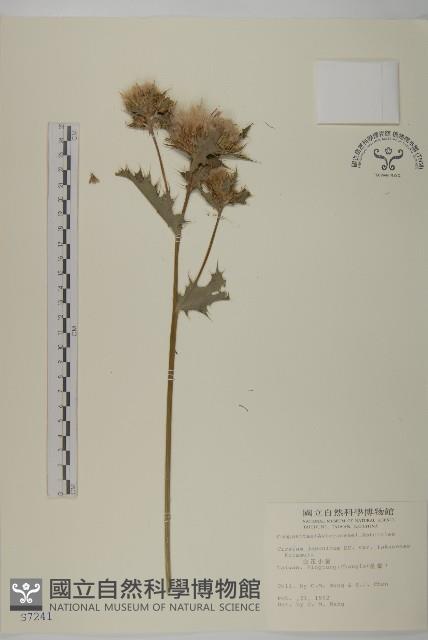 雞觴刺、島薊藏品圖，第1張