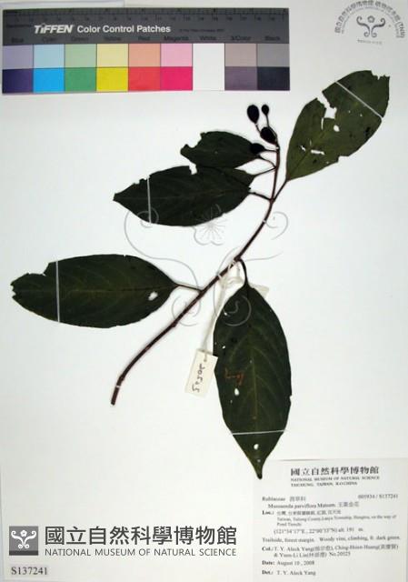 玉葉金花藏品圖，第1張