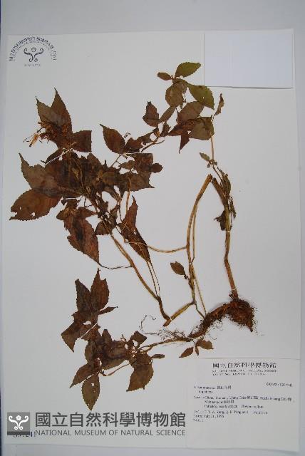 登錄號:S037241藏品圖，第1張