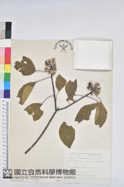 白臼藏品圖，第1張