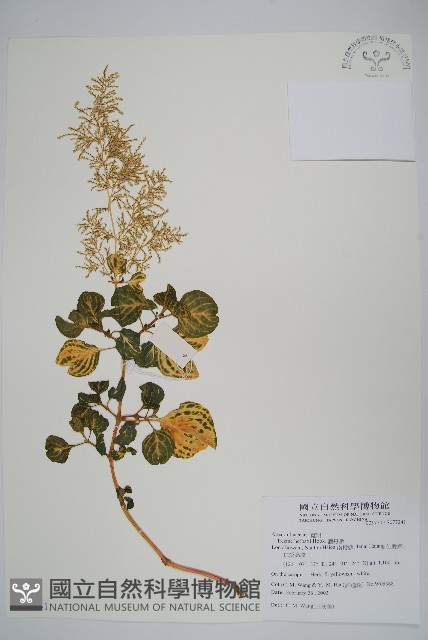 酒丹參、圓葉洋莧藏品圖，第1張