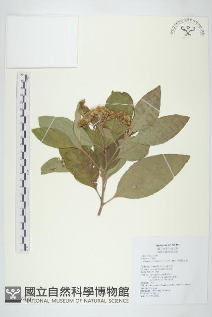 美洲闊苞菊藏品圖，第1張