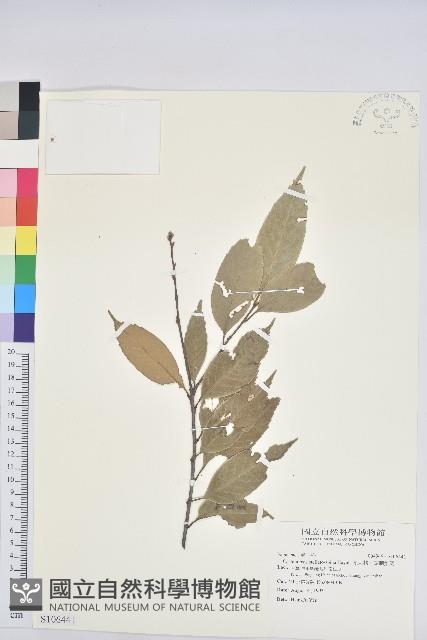 星刺栲、短刺錐粟藏品圖，第1張